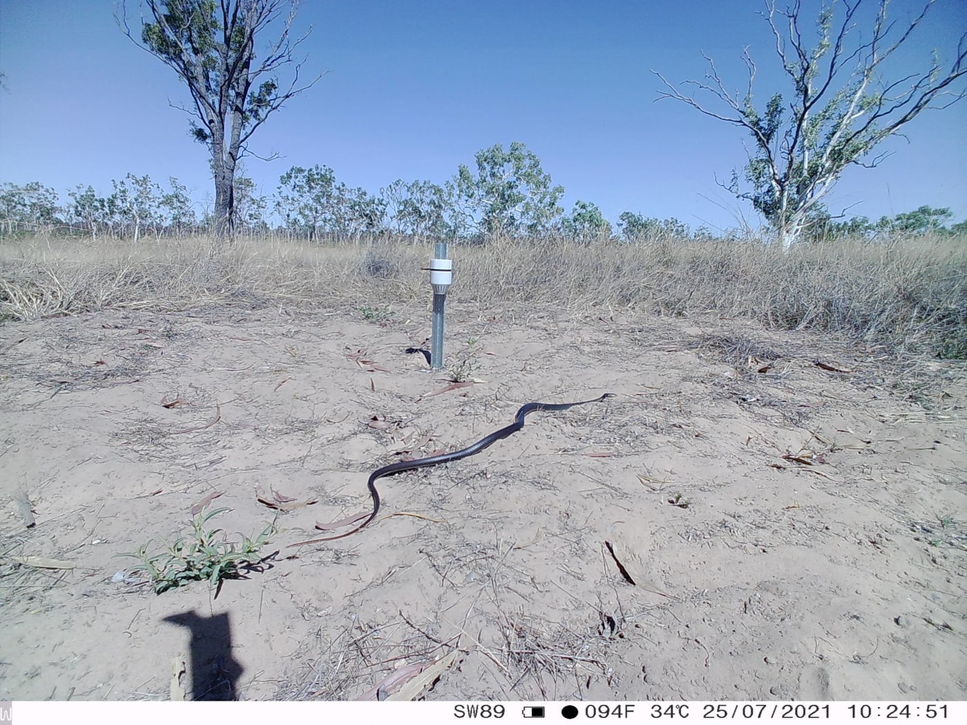 Greater black whipsnake (Demansia papuensis). Wilinggin IPA (Karunjie/Durack)