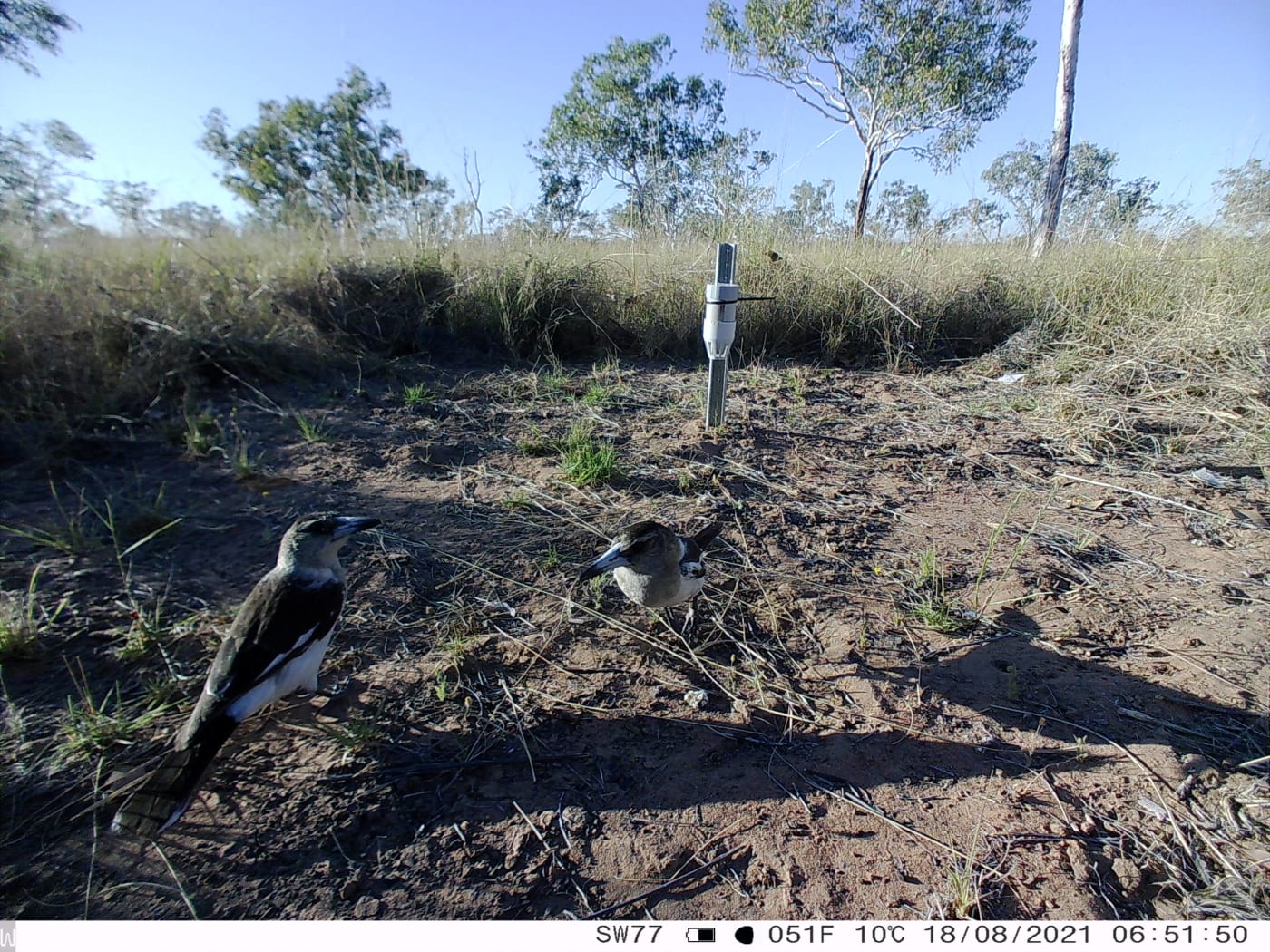 Pied butcherbird (Cracticus nigrogularis).
Wilinggin IPA (Karunjie/Durack)