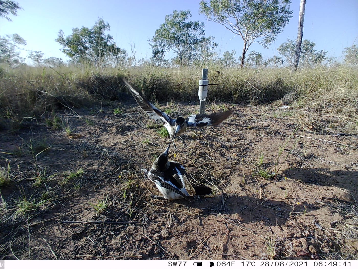 Pied butcherbird (Cracticus nigrogularis).
Wilinggin IPA (Karunjie/Durack)