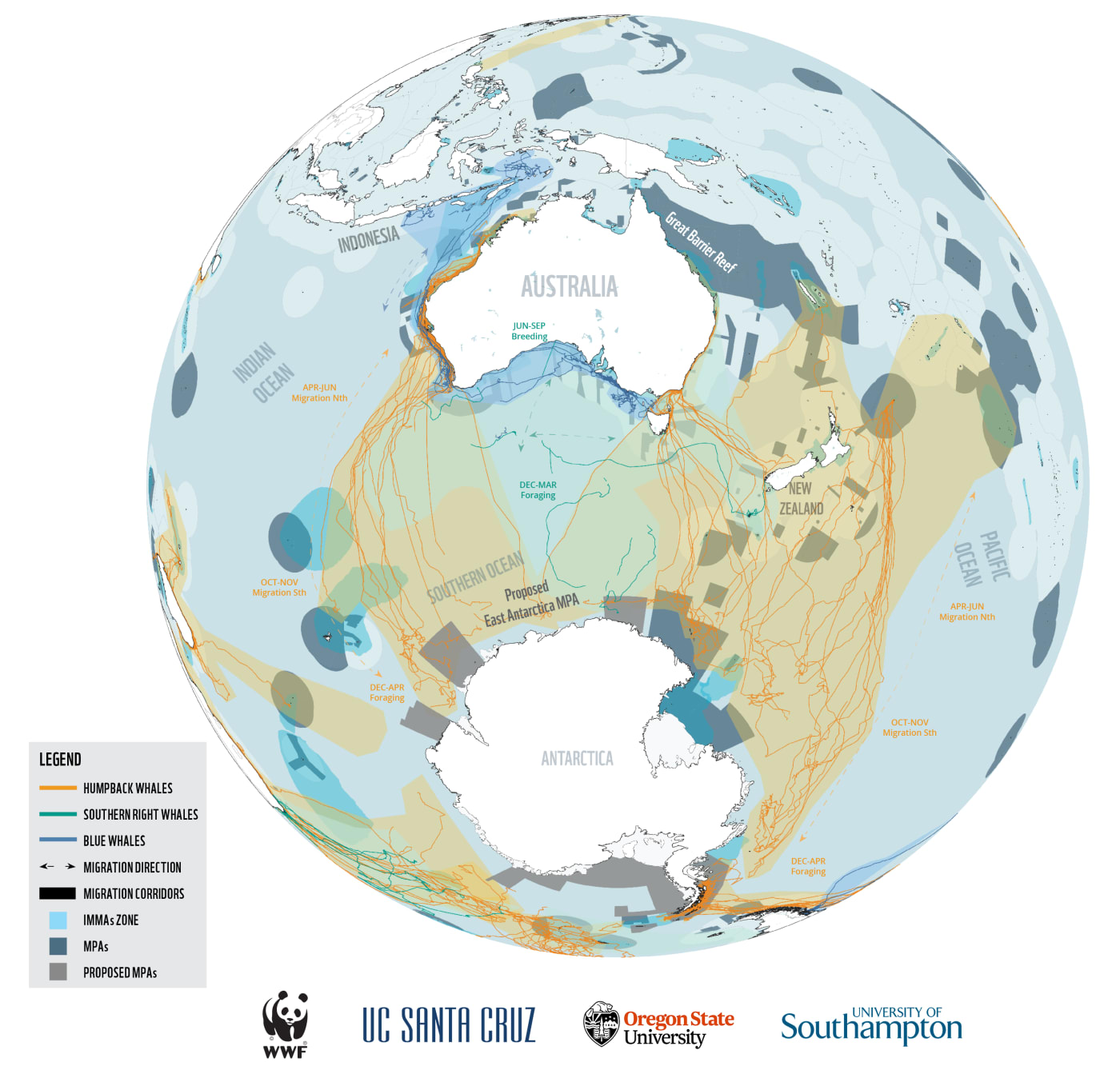 An infographic showing whale superhighways