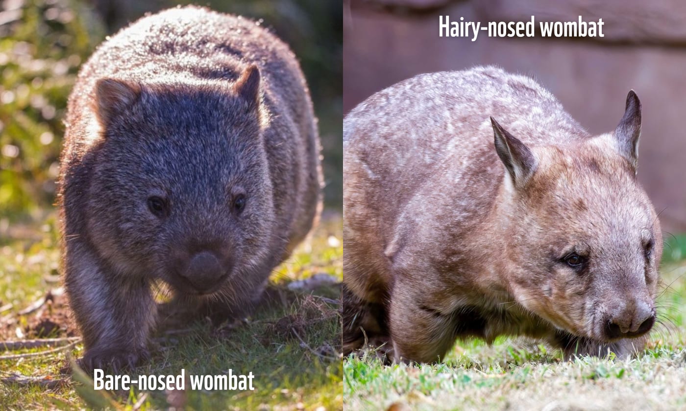 The three species of wombat fall into two categories: bare-nosed (left) and hairy-nosed (right).