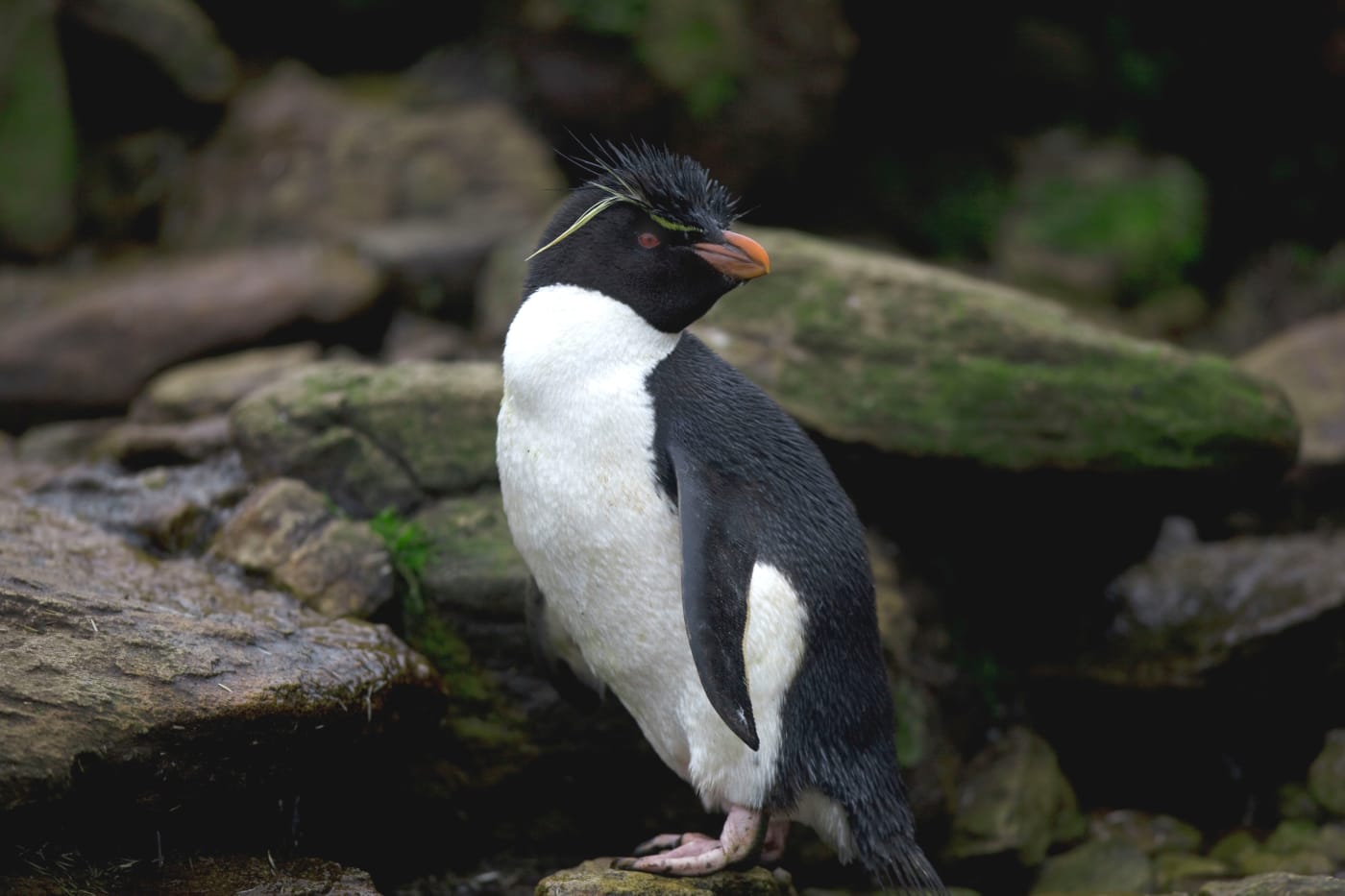 Rockhopper penguin (Eudyptes chrysocome / crestatus), Antarctica.