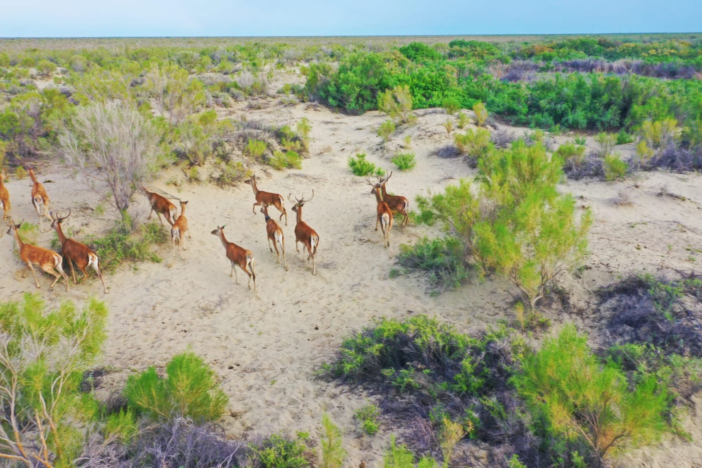 low aerial view of bukhara deer running through sandy grassland. Bukhara deer  have been released into the Ile-Balkhash Nature Reserve in large numbers to restore their populations.