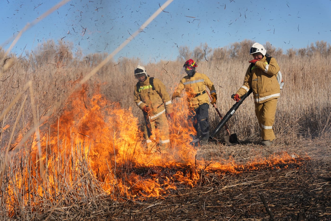 A volunteer fire brigade fights a fire in dry grassland while ash and embers fly in the air.