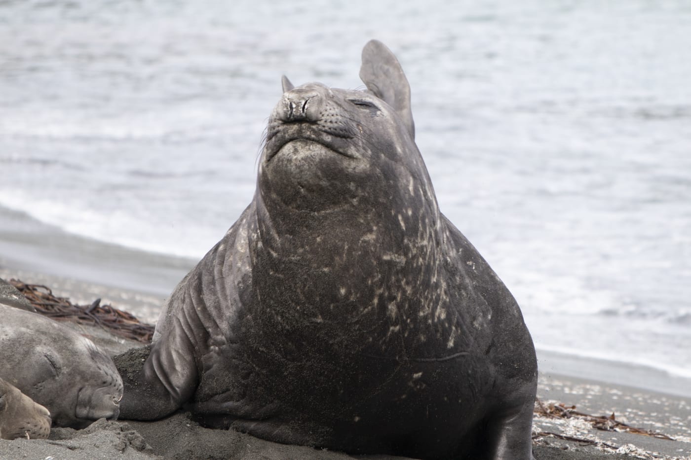 Elephant Seal in Fortuna Bay, South Georgia
