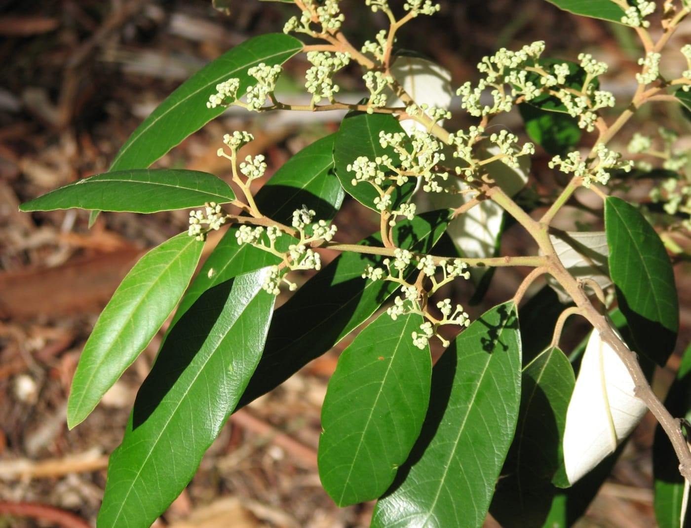 The soap tree is a great example of a single tree having so many applications in keeping Aboriginal and Torres Strait Islander people healthy and well for centuries.