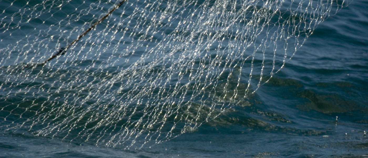 The vaquita population has been declining steadily due to accidental bycatch in gillnets.