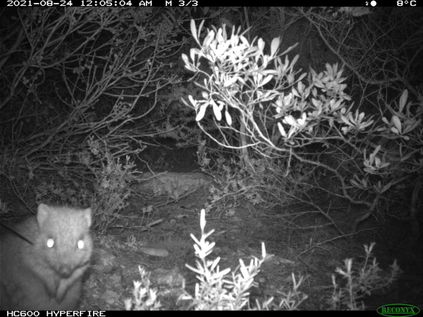 Sensor camera image of brush-tailed bettong on Dhilba Guuranda-Innes National Park on Yorke Peninsula