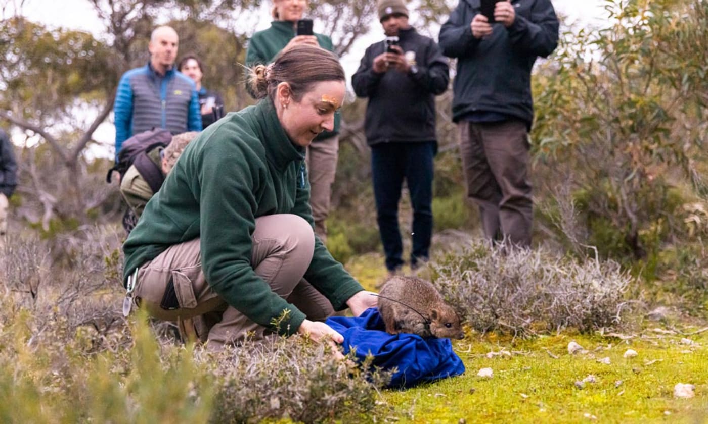 Brush-tailed bettong jumping out of bag in Dhilba Guuranda-Innes National Park, Yorke Peninsula