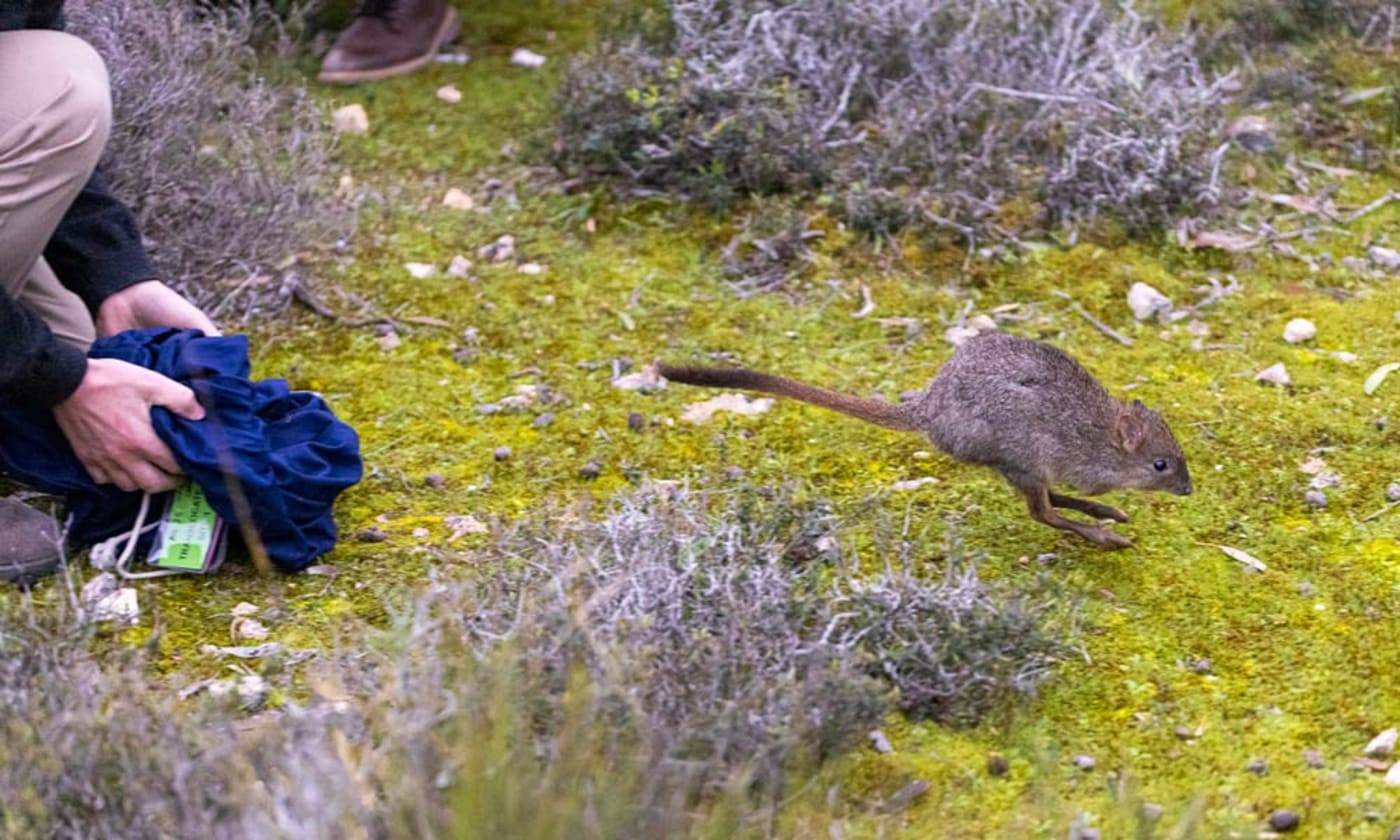 Brush-tailed bettong released in Dhilba Guuranda-Innes National Park, Yorke Peninsula