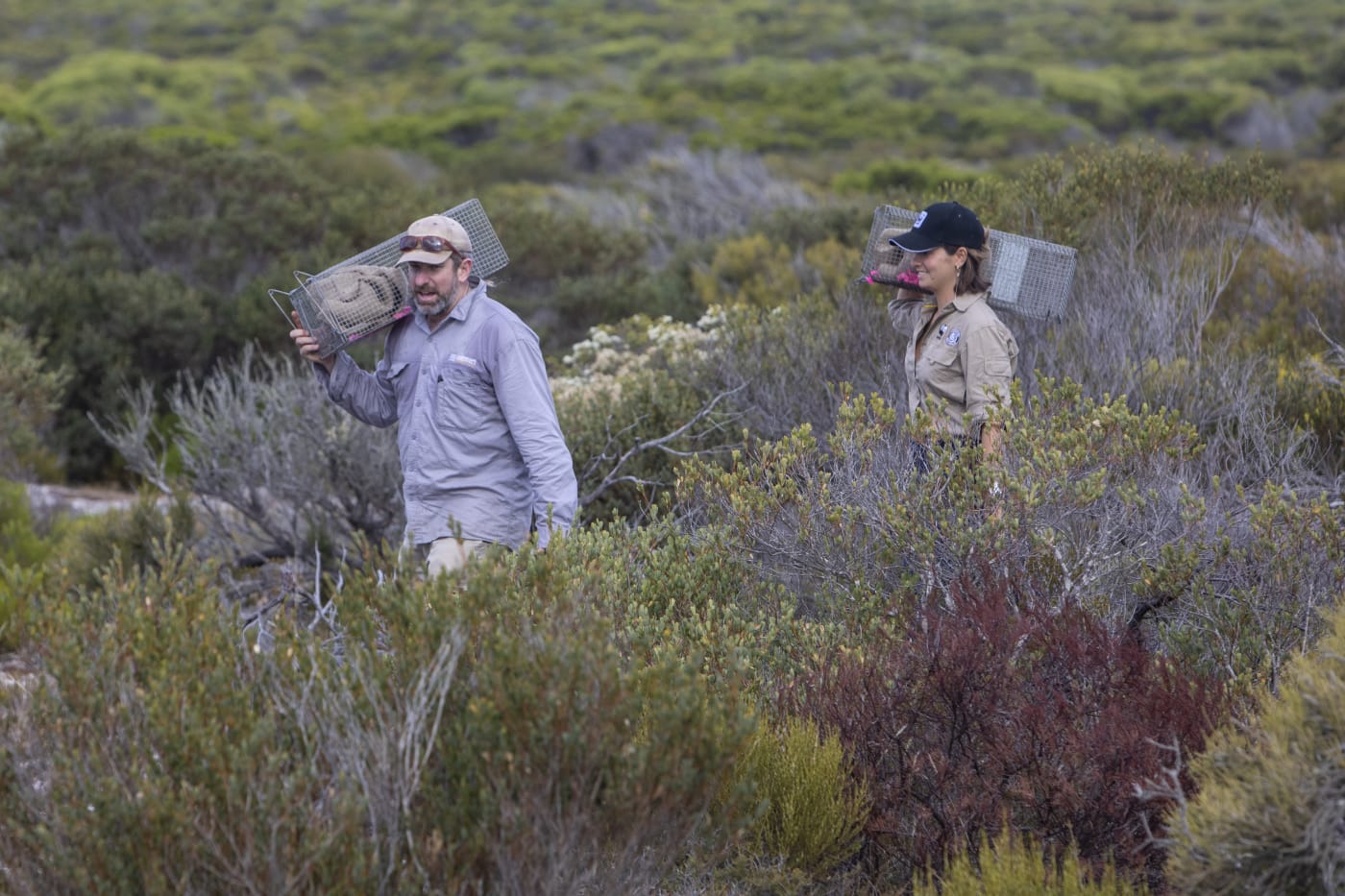 Carrying traps to monitor brush-tailed bettongs in Dhilba Guuranda-Innes National Park