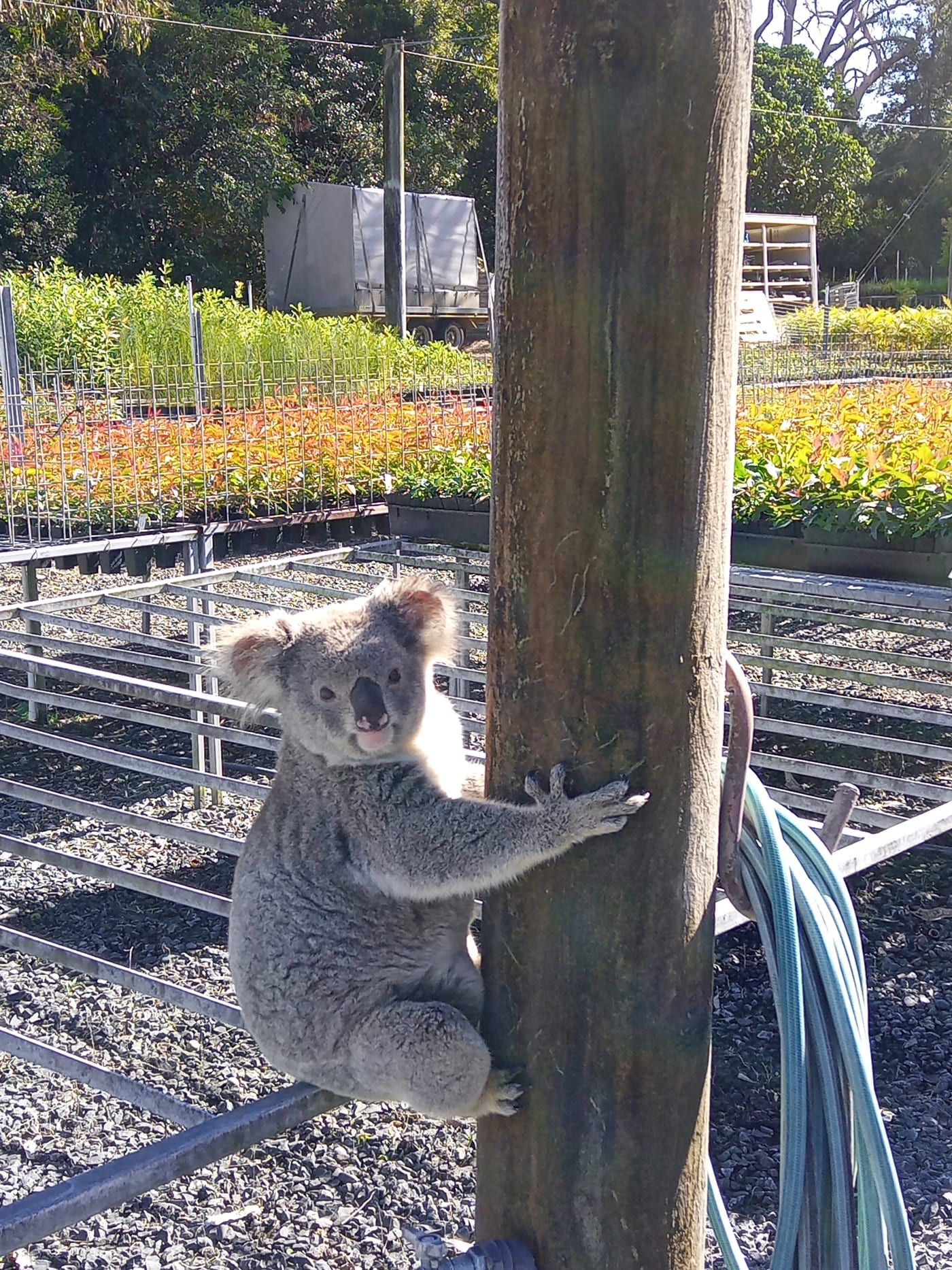 A koala named "Claude" is caught green-handed raiding the seedlings at Eastern Forest Nursery in South Gundurimba.