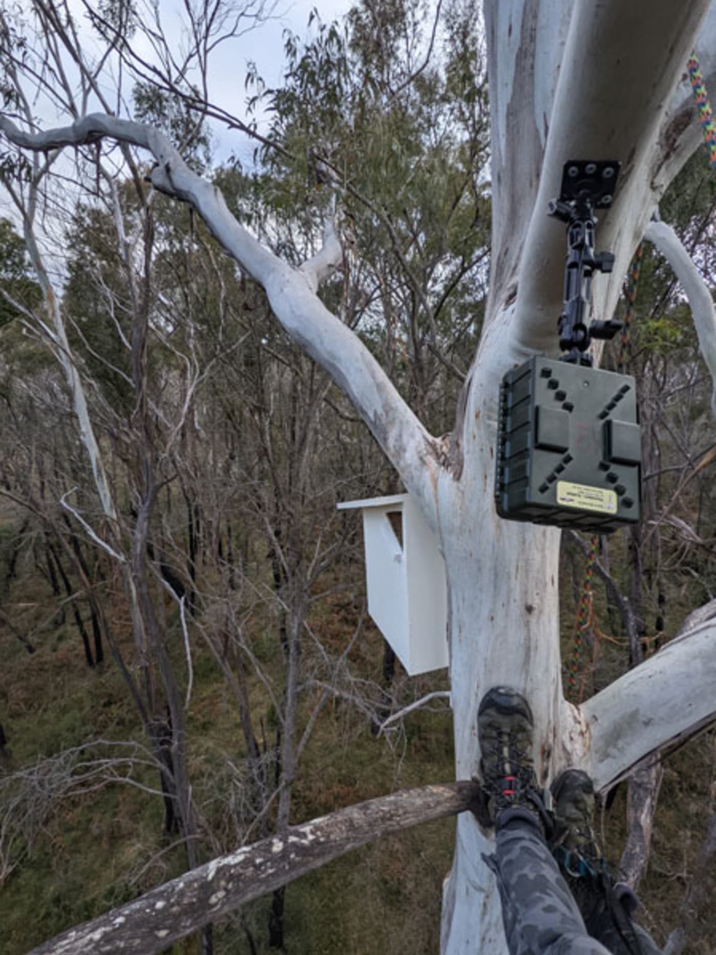 Dr Kita Ashman installs a sensor camera next to a nest box