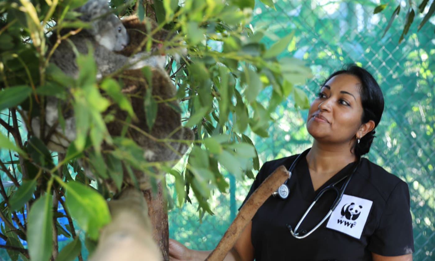 Dr Prishani Vengetas looks at a mum and joey koala at Friends of the Koala