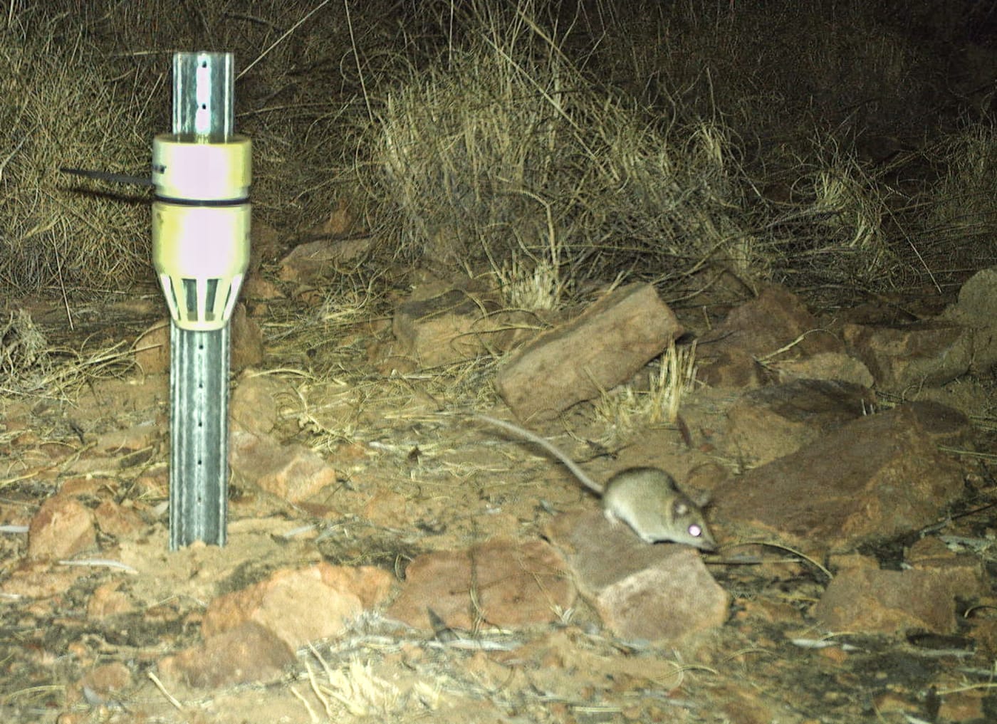 Dunnart species.
Wilinggin IPA (Karunjie/Durack)