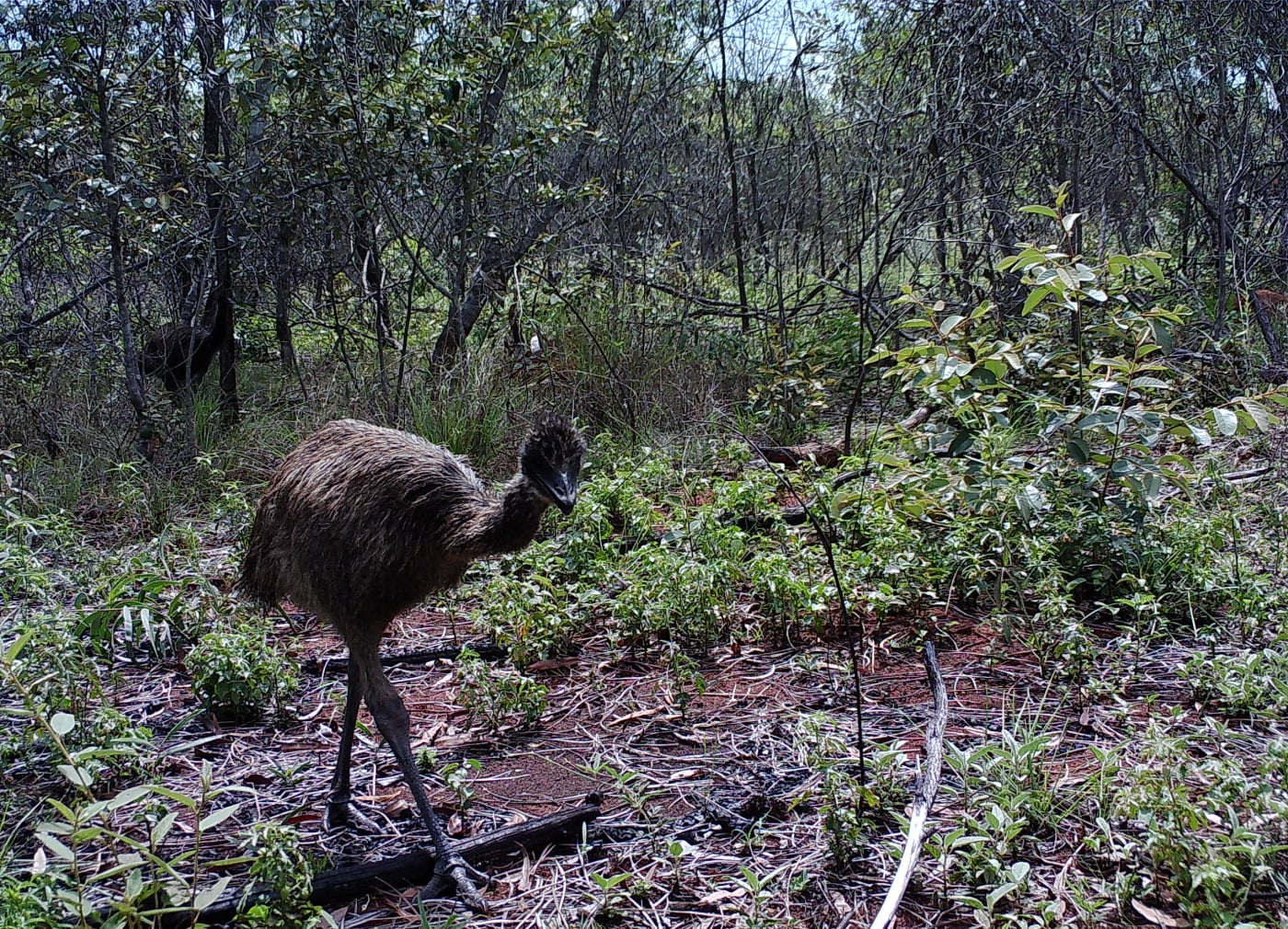An emu on Jervoise Station photographed by a sensor camera in 2021. Native species also benefit from cultural burning.