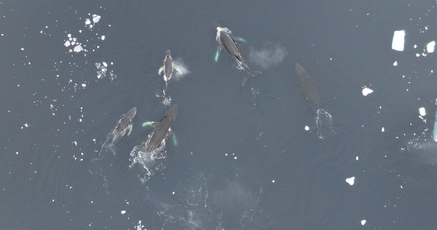 As seen from above, five humpback whales of varying sizes swim towards the top of the frame. They are dark grey with white, splotchy flippers. There are chunks of ice floating in the dark blue water.