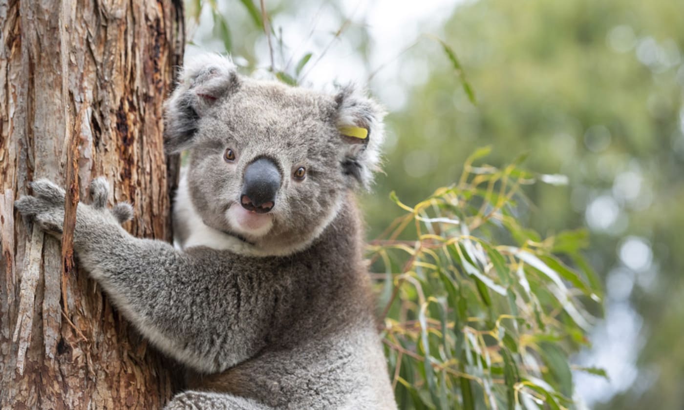 Frankie the koala pre-release
