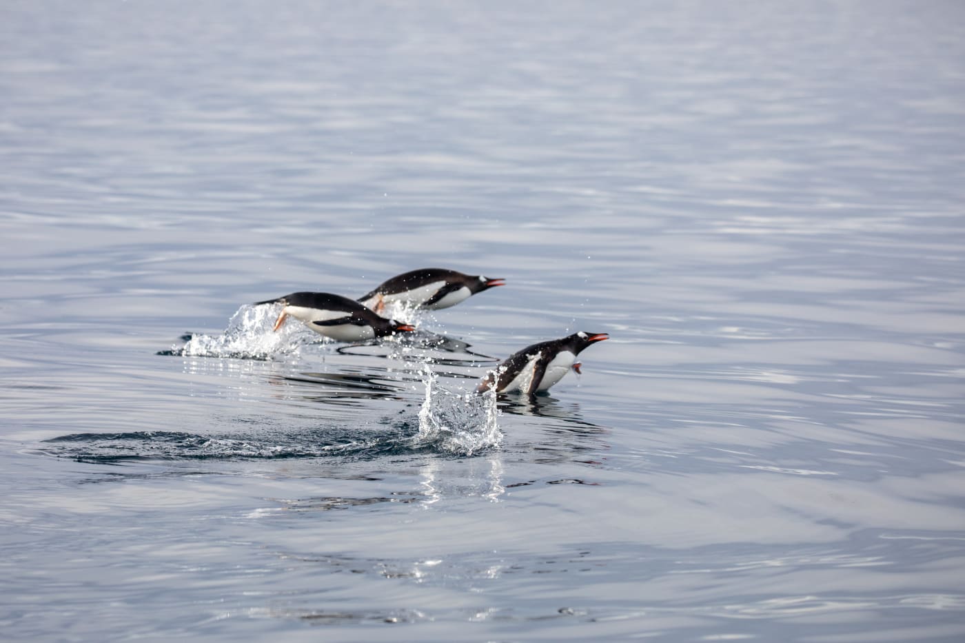 Three gentoo penguins leap out of the water while swimming. The ocean is calm and flat, and the penguins are black with white bellies, white eyebrows and red inner beaks.