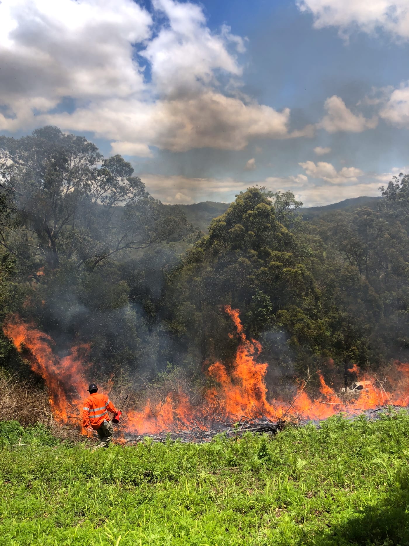 Githabul Rangers conducting Cultural Burn on Githabul Country