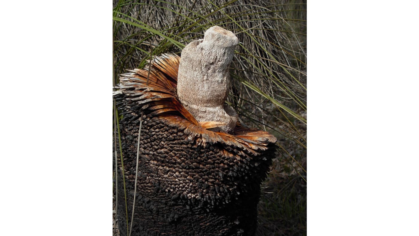 A broken balga or grass tree (Xanthorrhoea preissii) pseudo-trunk. The structure of the "trunk", a ring of accumulated leaf bases provide structure. Nutrient transport is achieved via aerial roots down the hollow centre. (WikiCommons)