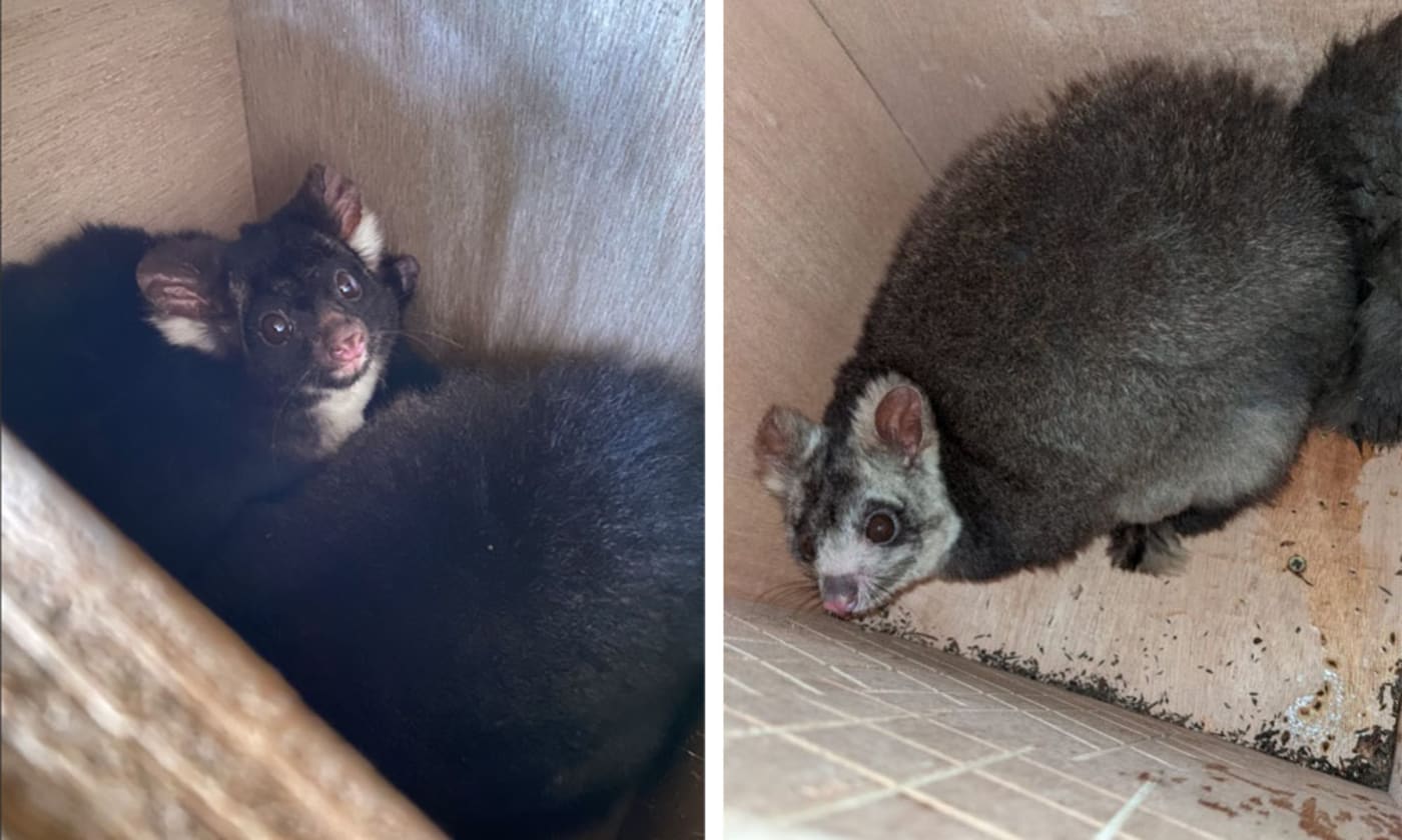 Greater gliders occupy specially designed nest boxes in Tallaganda National Park in New South Wales