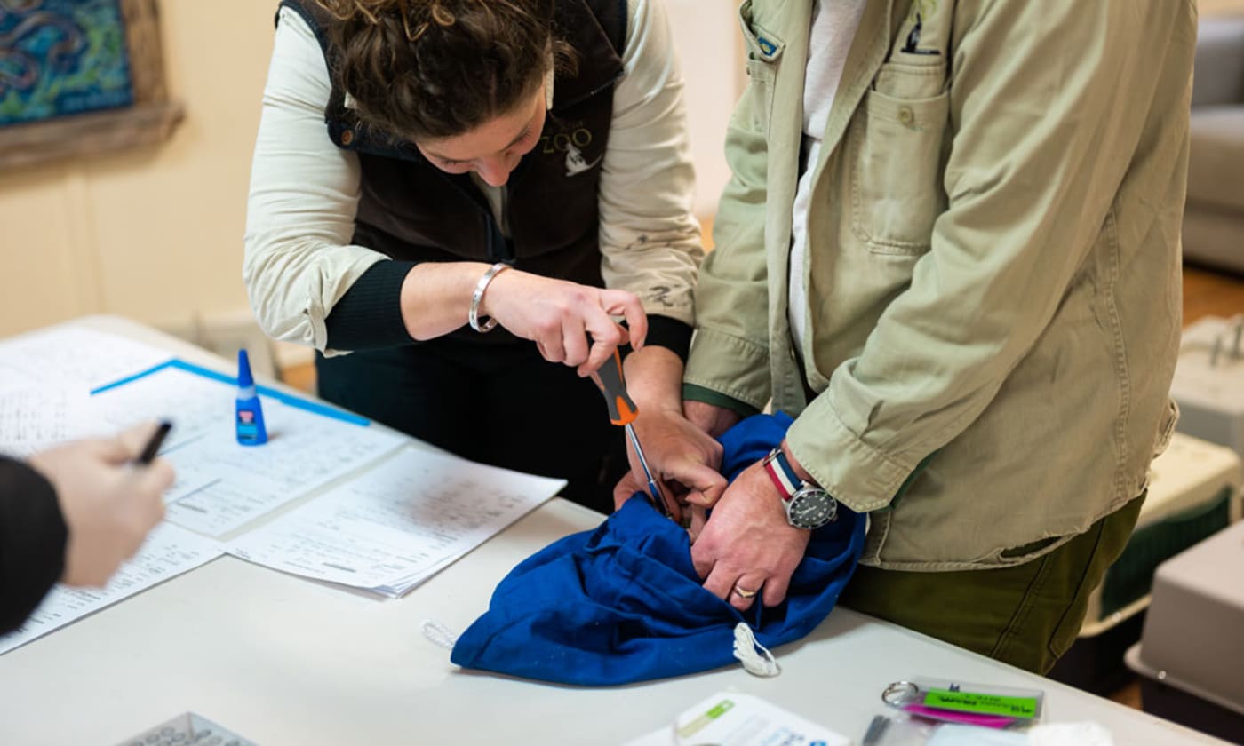 Zoos SA team performing health check on brush-tailed bettongs