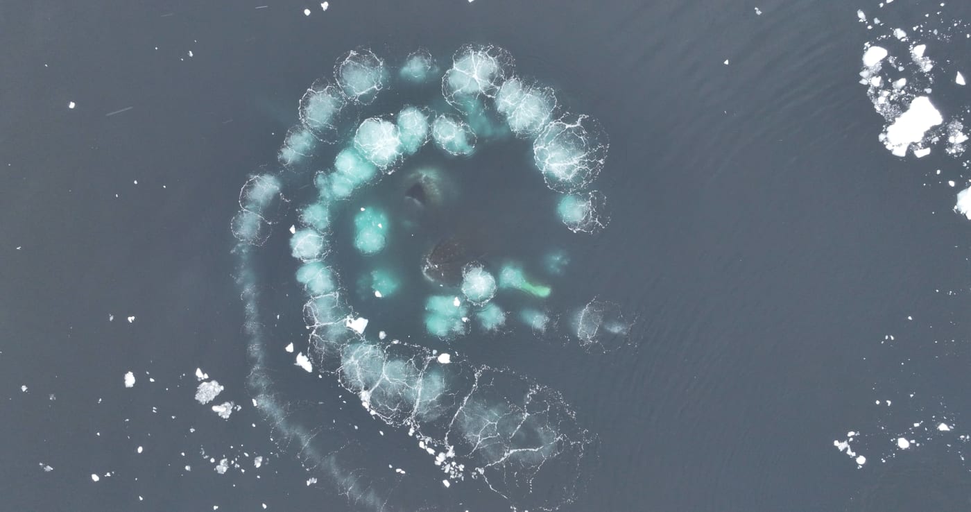 As seen from above, two whales are diving upwards towards the surface of the water inside a spiral of light blue bubbles they make by blowing air out underwater.