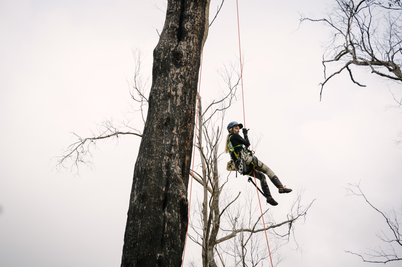Dr Kita Ashman, WWF-Australia's Threatened Species & Climate Adaptation Ecologist, climbing trees in search of greater gliders to collar