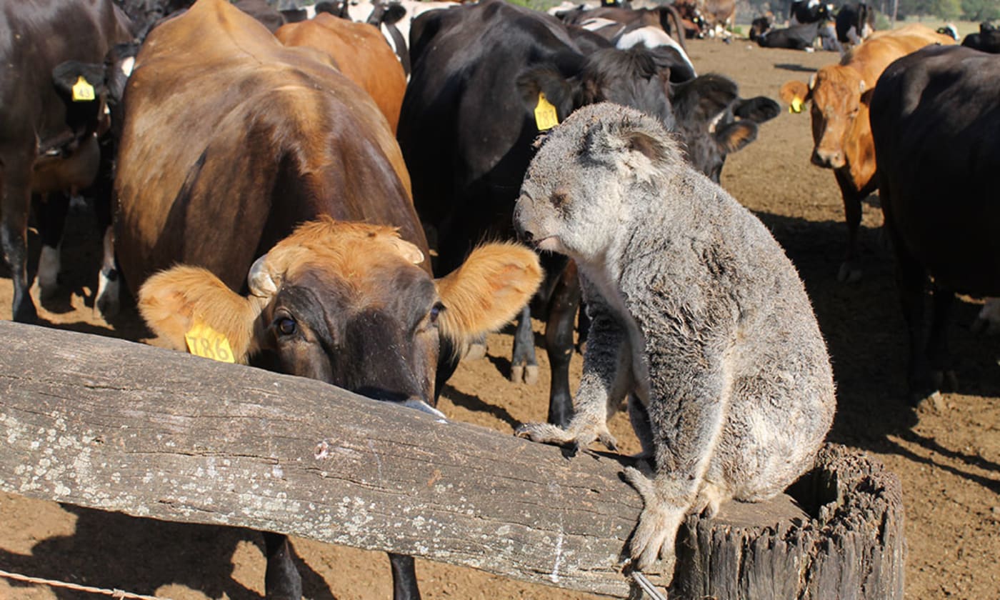 Koala injured by cattle, southeast Queensland
