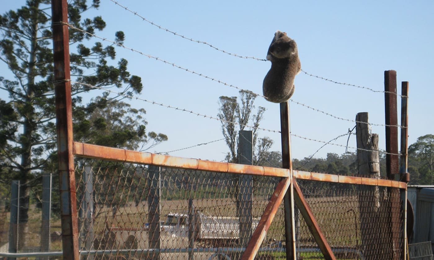 Koalas face many dangers when trying to cross from one pocket of fragmented trees to another. This particular koala was attacked by dogs and finally found dubious safety clinging to a barbed-wire fence.