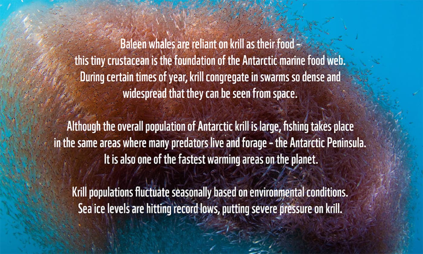 Krill underwater with fact