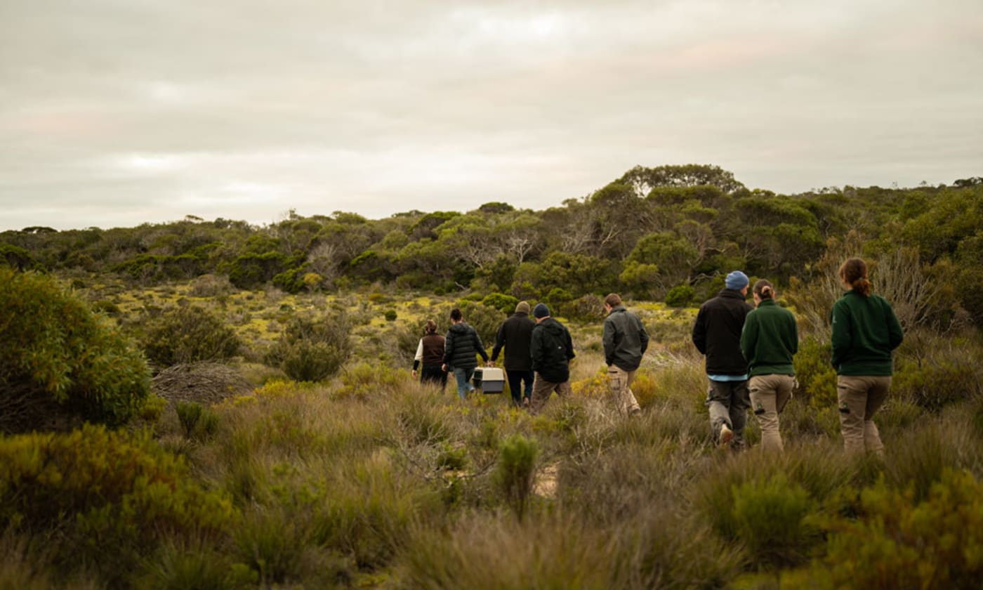 Marna Banggara team Dhilba Guuranda-Innes National Park for the bettong release