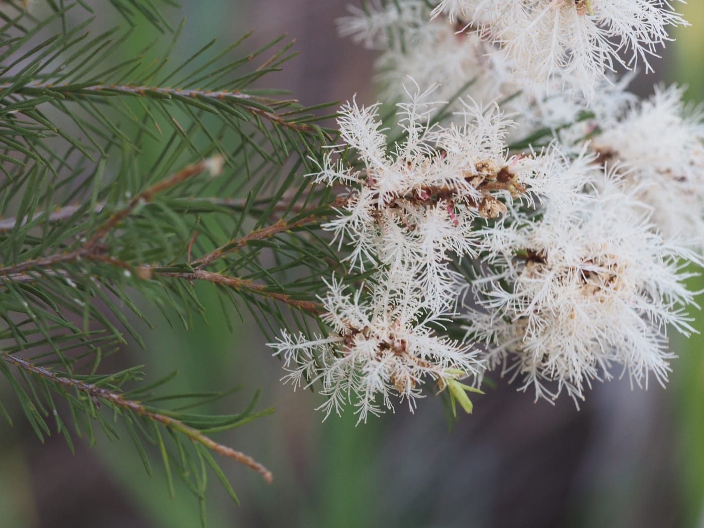 Tea Tree (Melaleuca alternifolia) foliage and flowers (Wikicommons)