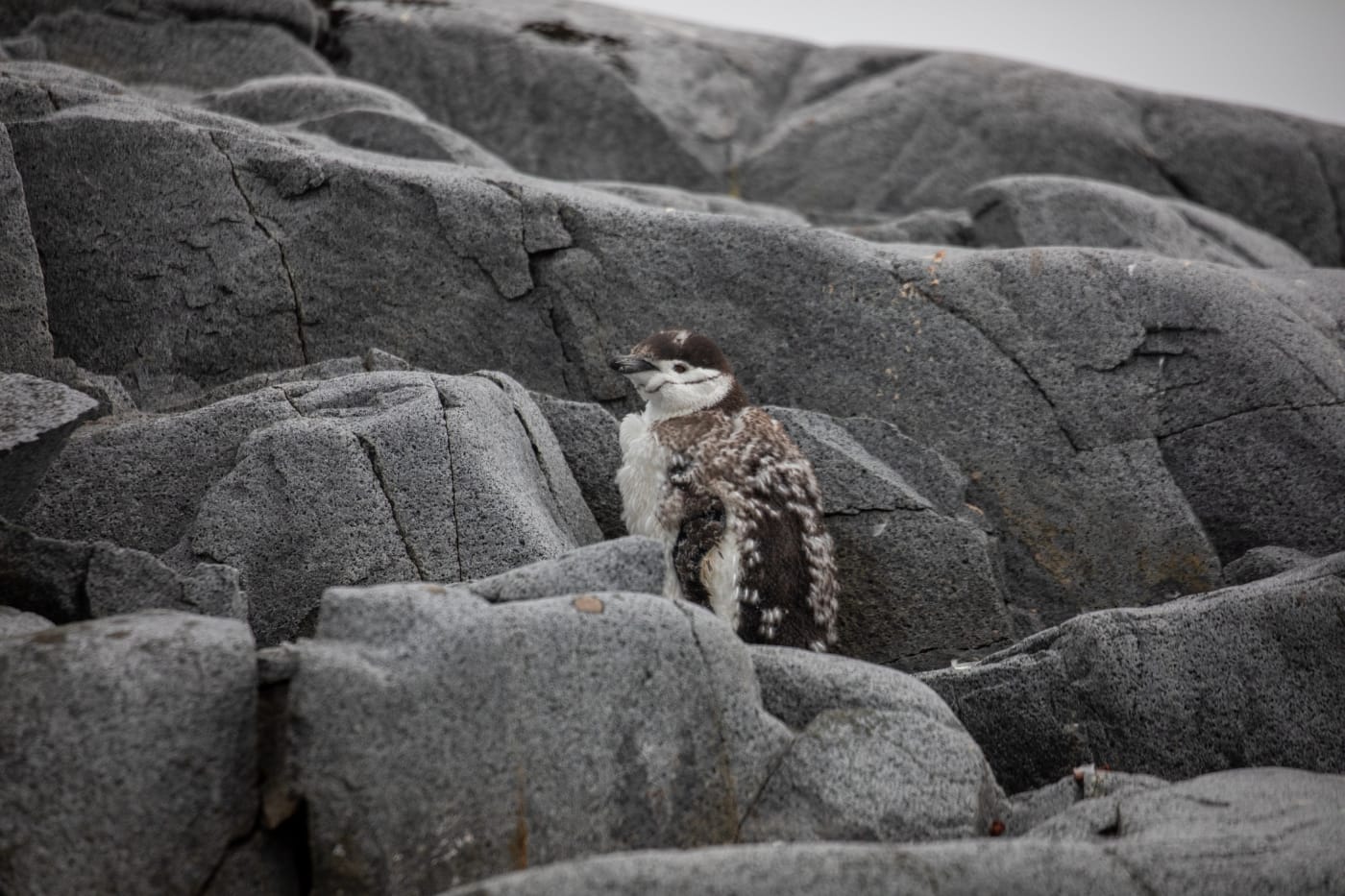 A chinstrap penguin stands among grey rocks. A lot of the penguin's feathers are shedding, which makes it look light brown and fluffy.