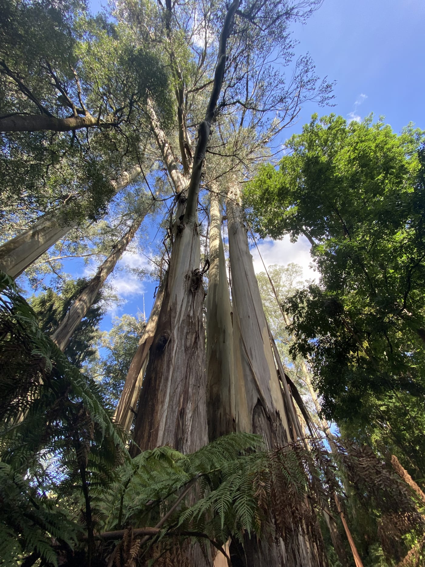 Mountain ash tree