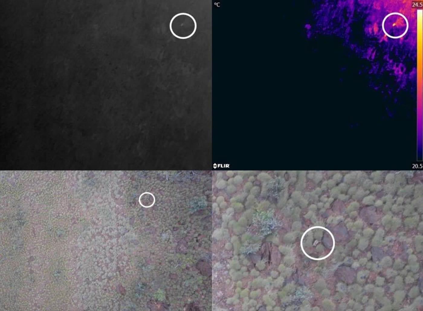 Wiliji (black-footed rock-wallaby, Petrogale lateralis kimberleyensis, circled) spotted on standard, night vision (top left) and thermal drone camera (top right)