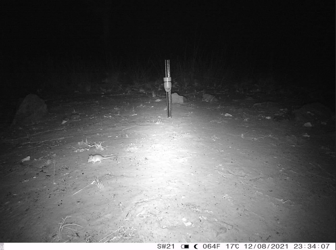 Sensor camera image of a Ningbing false antechinus on Nyaliga Country.