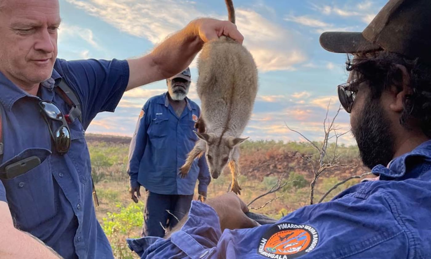 A wiliji being transferred from a trap into a capture bag held by Head Nyikina Mangala Ranger Modra Green