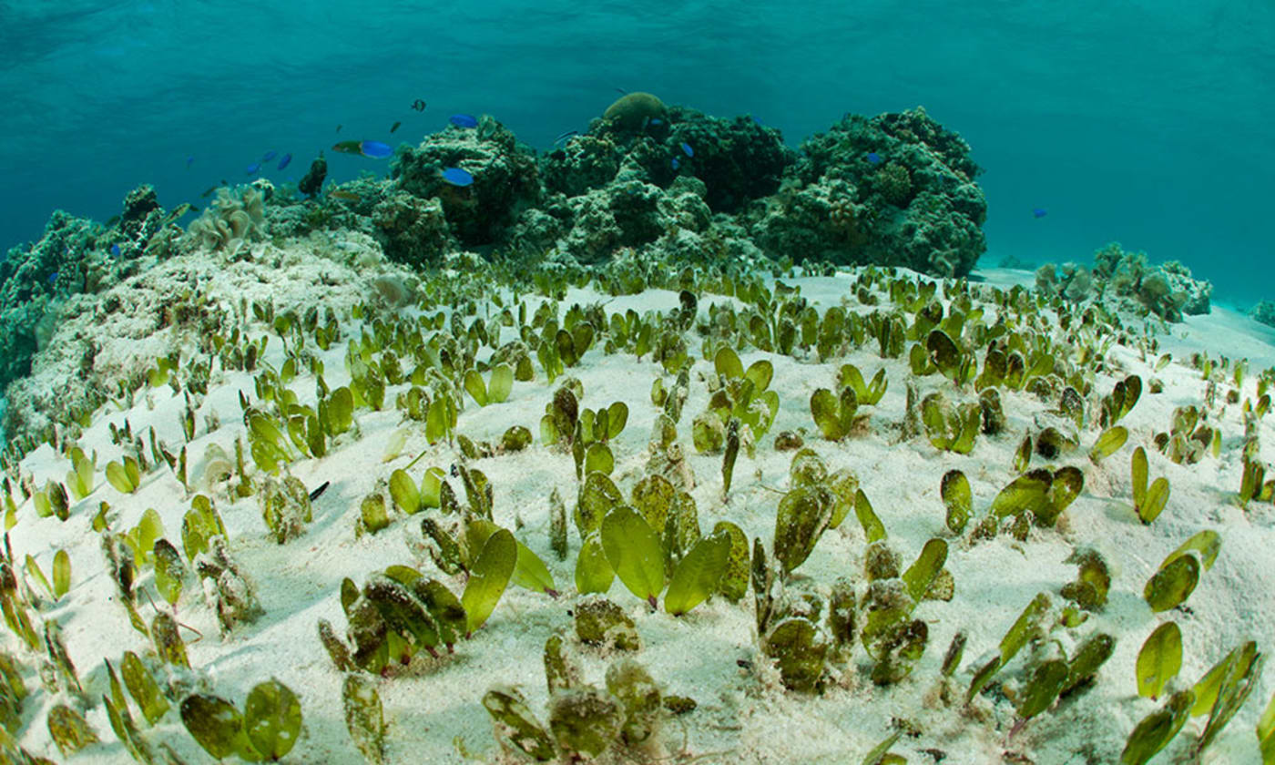 Oval seagrass (Halophila ovalis) dugong food