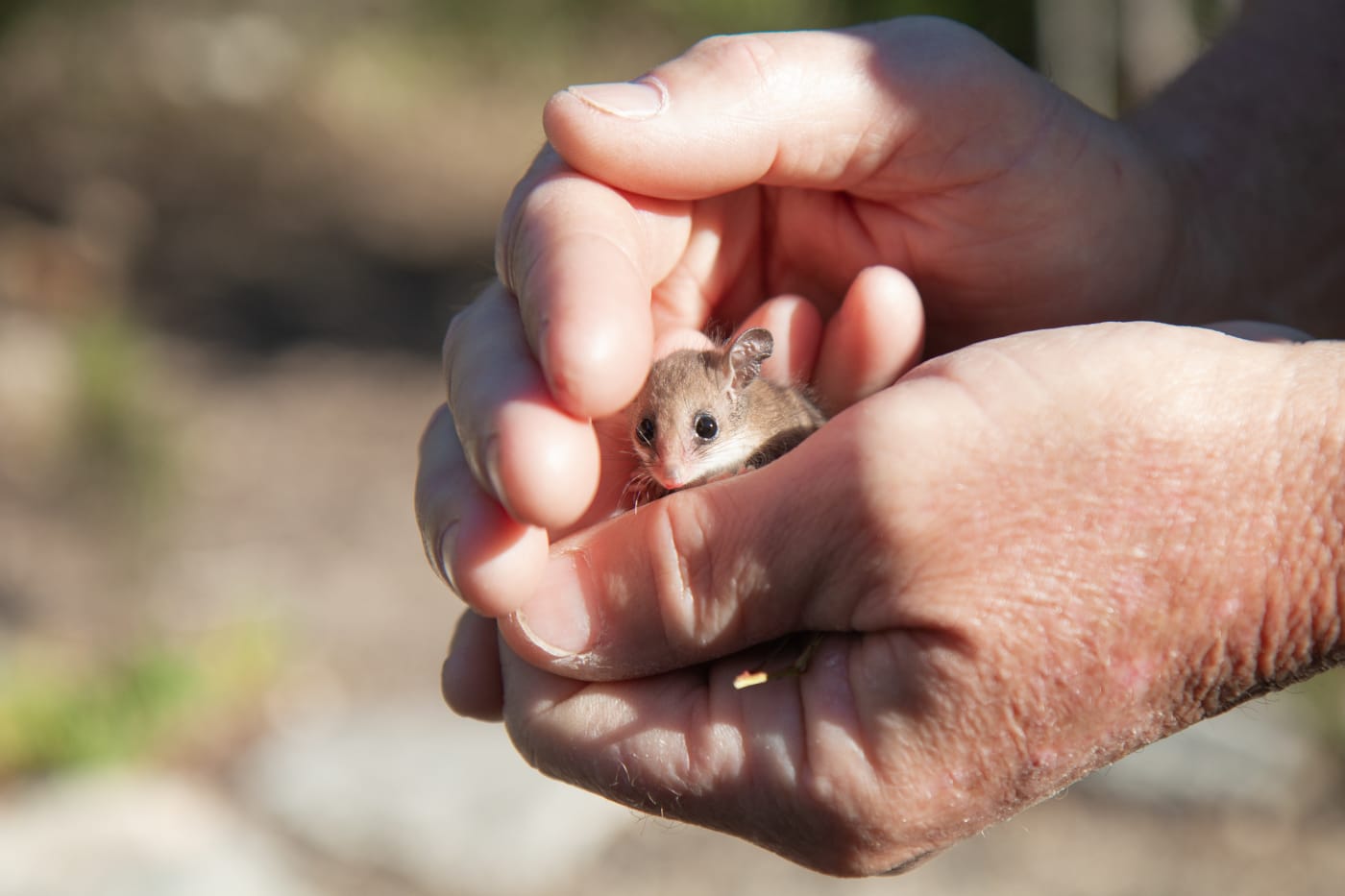 Dhilba Guuranda-Innes National Park Ranger, Mark Davison holds a pygmy possum on the Yorke Peninsula, South Australia.