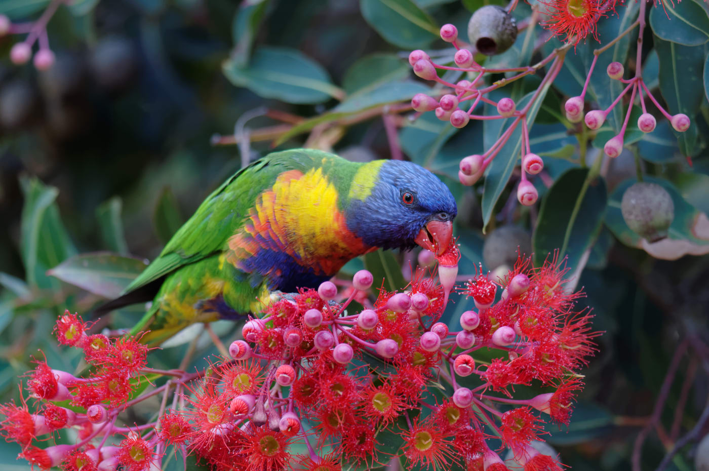 Rainbow lorikeet eating nectar from a red flowering gum tree
