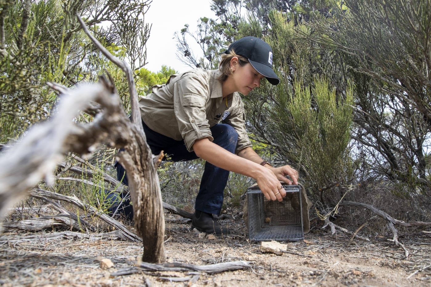 Setting up traps to monitor brush-tailed bettongs in Dhilba Guuranda-Innes National Park.