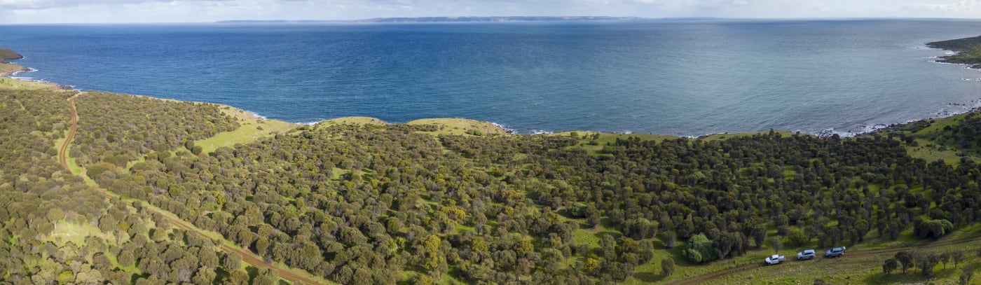 A growing drooping sheoak woodland at Fishery Beach. More habitat like this will need to be created to bring glossies back to the mainland