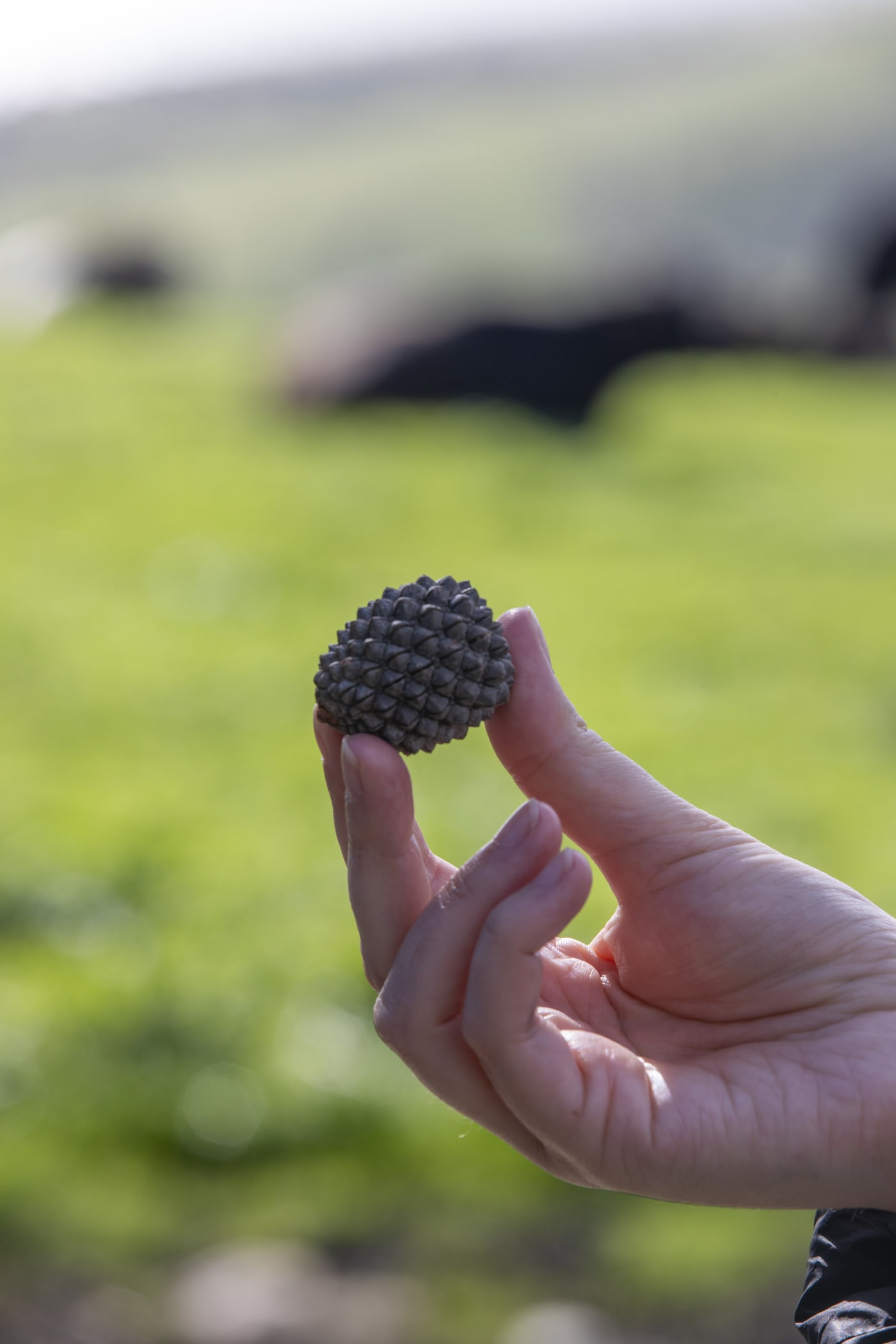 A sheoak nut.