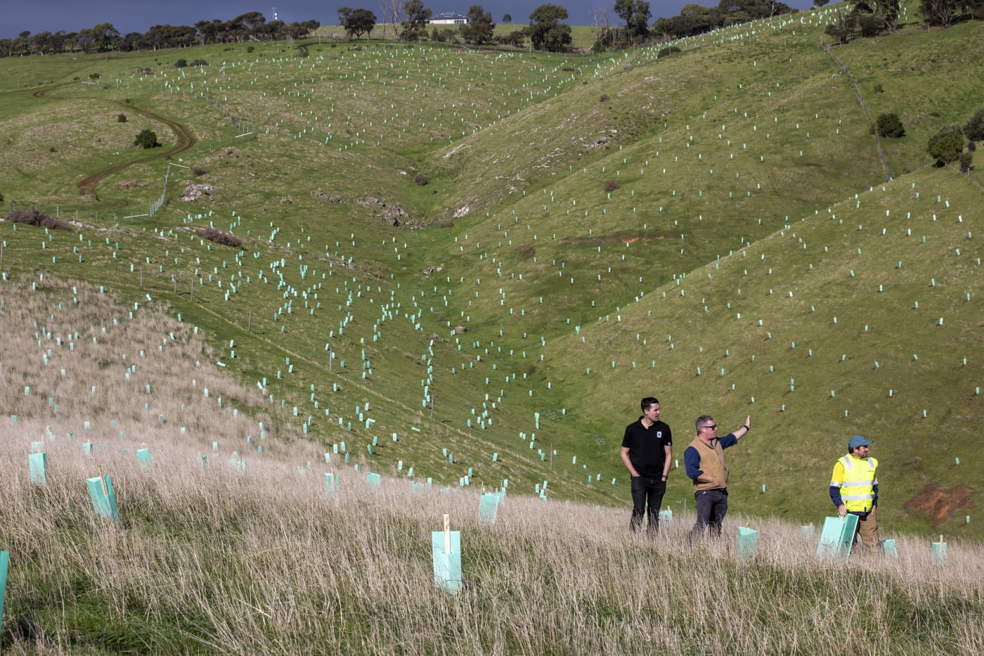 Ben Sanders, Ed Vercoe, & Andrew Woodroffe among 1,000s of newly planted sheoaks to hopefully entice glossies back to the mainland.