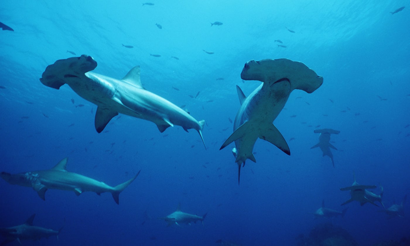 Shoal of scalloped hammerhead sharks (Sphyrna lewini)