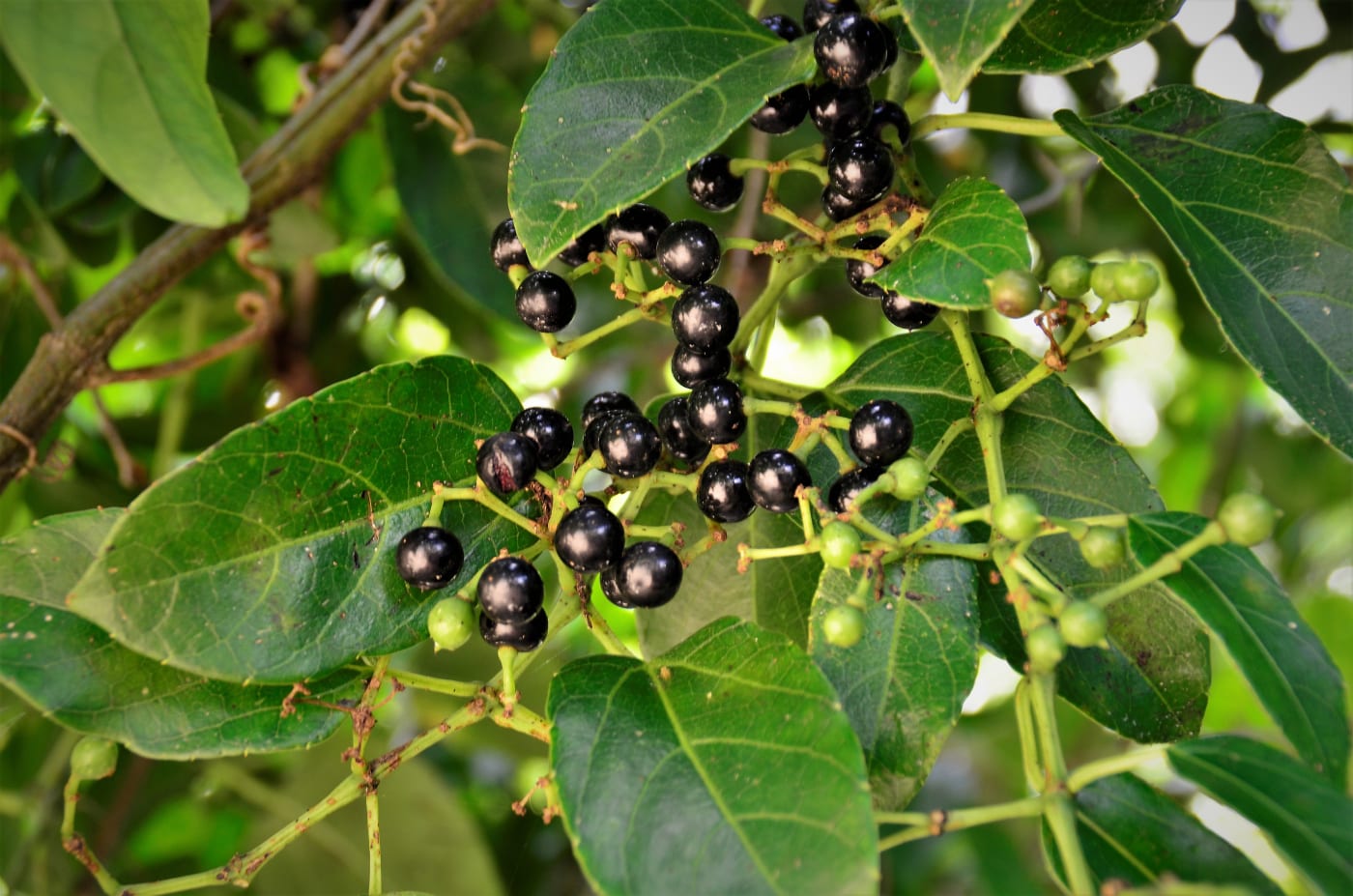 The soap tree is a great example of a single tree having so many applications in keeping Aboriginal and Torres Strait Islander people healthy and well for centuries.