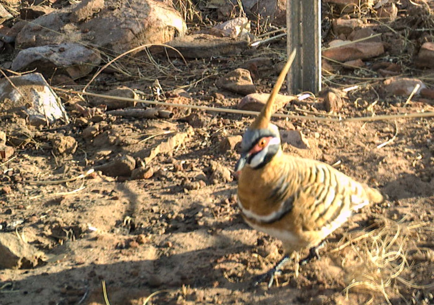 Spinifex pigeon, (Geophaps plumifera)
Wilinggin IPA (Karunjie/Durack)