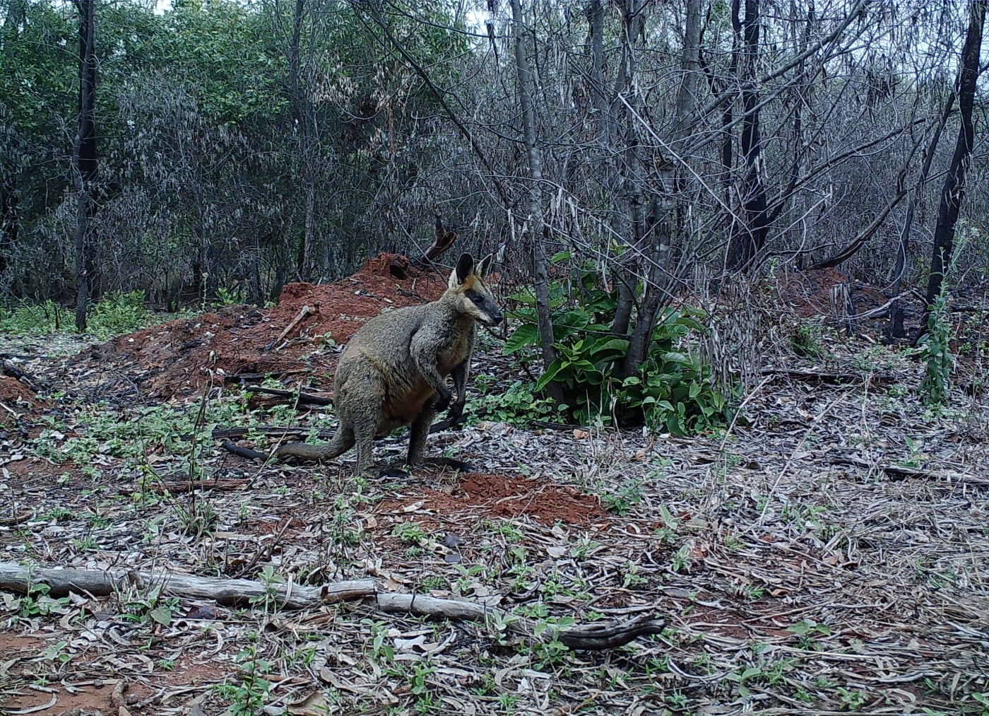 A swamp wallaby on Jervoise Station photographed by a sensor camera in 2021. Native species also benefit from cultural burning.
